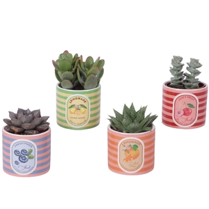 Succulenten mix Ø8,5cm in Ceramic Pot Fresh Fruit Ø10cm
