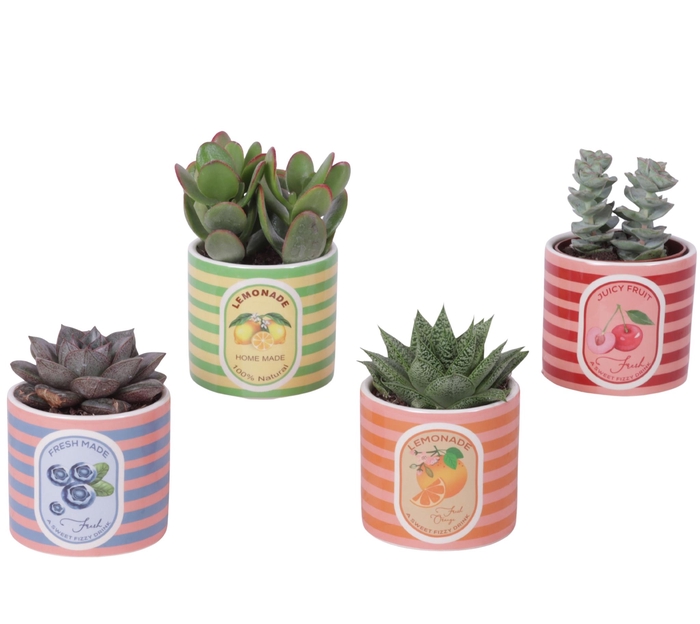 <h4>Succulenten mix Ø8,5cm in Ceramic Pot Fresh Fruit Ø10cm</h4>