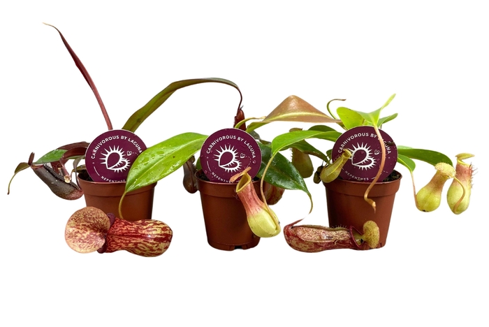 <h4>Nepenthes mix 5,5 cm</h4>
