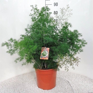 Asparagus umbellatus