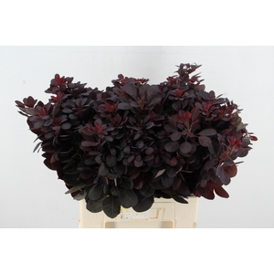COTINUSBLAD ROYAL PURPLE