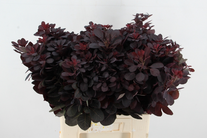<h4>COTINUSBLAD ROYAL PURPLE</h4>