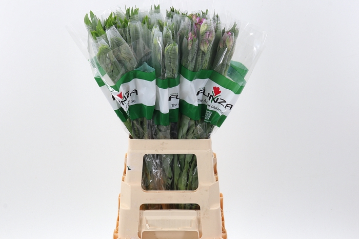 <h4>Alstr Gemengd Fu 70cm</h4>