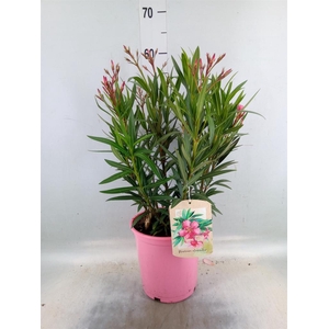 Nerium oleander   ...