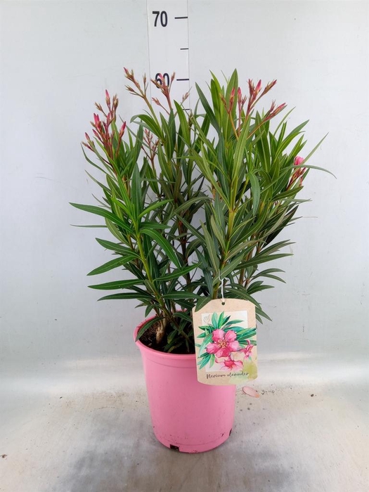 <h4>Nerium oleander   ...</h4>