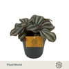 Pilea Norfolk