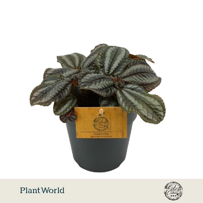 Pilea Norfolk