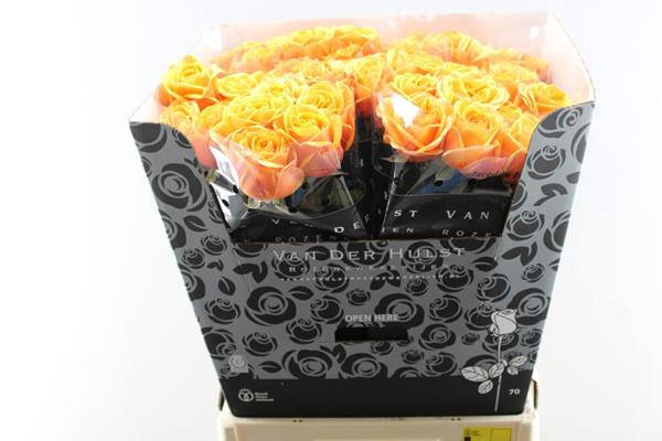 <h4>R Gr Liana Orange+ L70</h4>