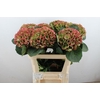 Hydrangea mag opal classic