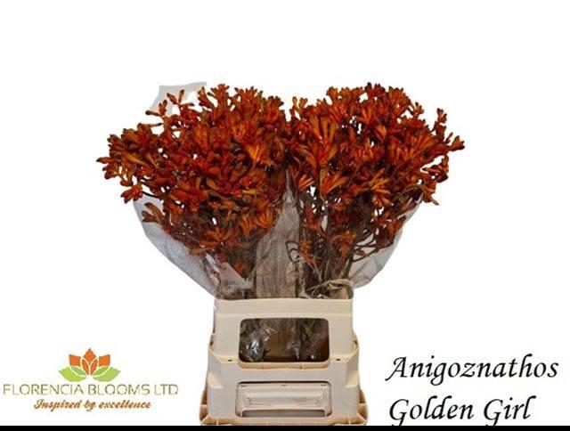 <h4>ANIGOZ GOLDEN GIRL</h4>