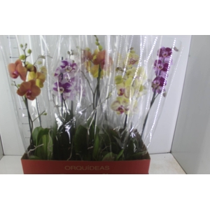 PHALAENOPSIS MIX P12