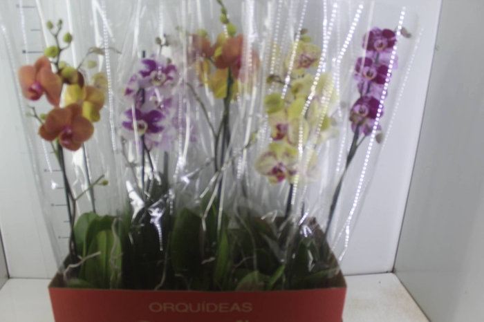 <h4>PHALAENOPSIS MIX P12</h4>