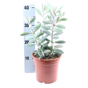 Senecio crassissimus