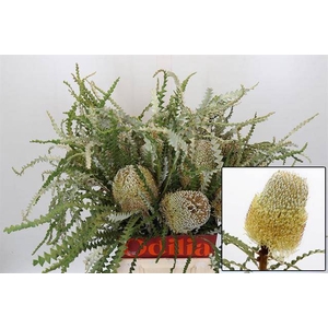 BANKSIA SPECIOSA