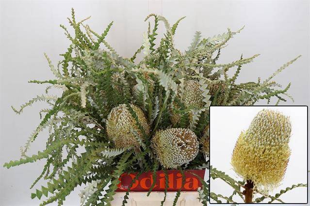 <h4>BANKSIA SPECIOSA</h4>