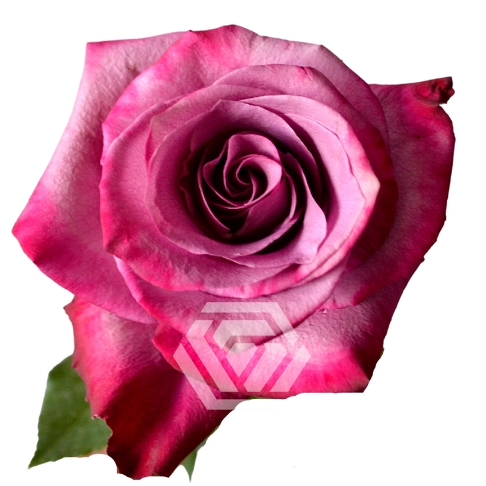 <h4>R GR VIOLET HILL Tessa</h4>