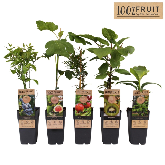 <h4>Fruit mix etage</h4>