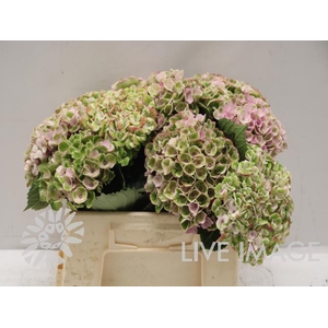 Hydrangea mag revolution pink