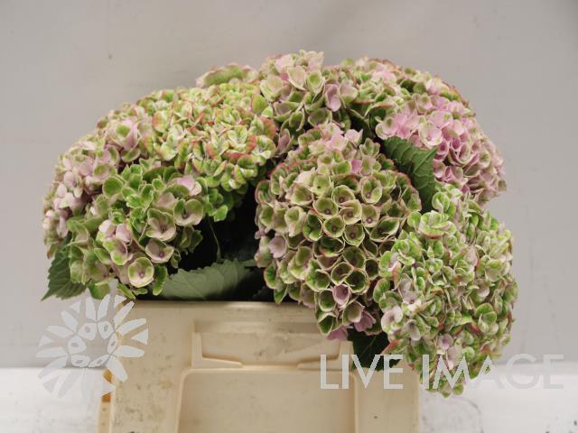 <h4>Hydrangea mag revolution pink</h4>