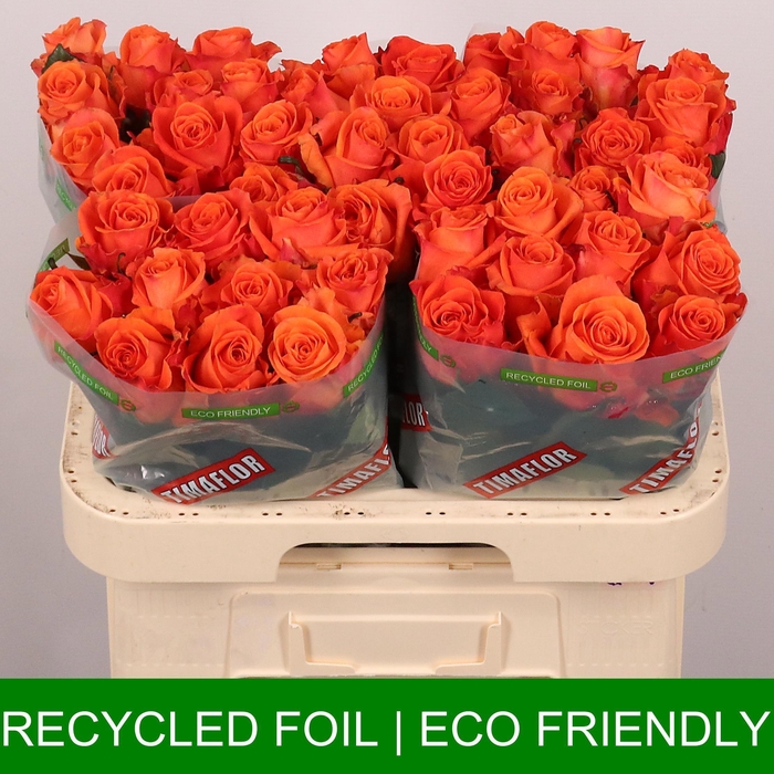 <h4>R GR ON FIRE</h4>