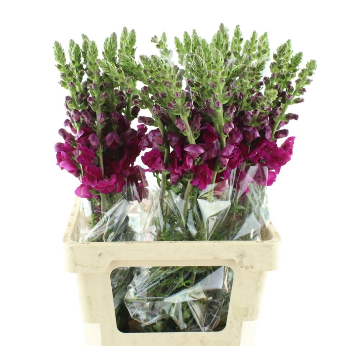 <h4>Antir Op Bordeaux</h4>