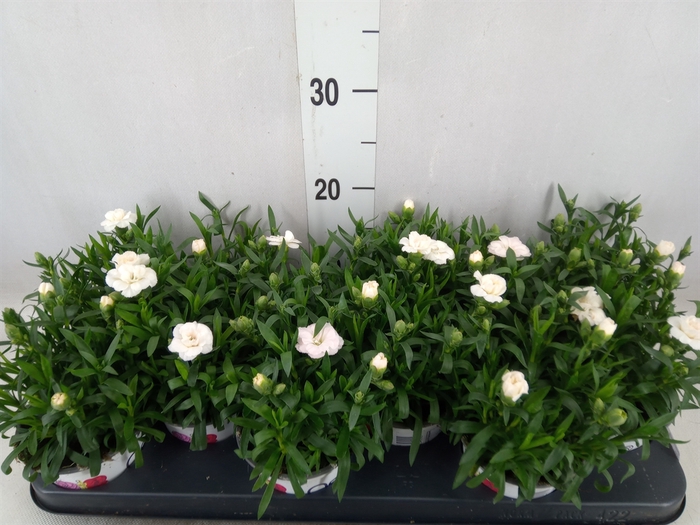 <h4>Dianthus  'Oscar White'</h4>