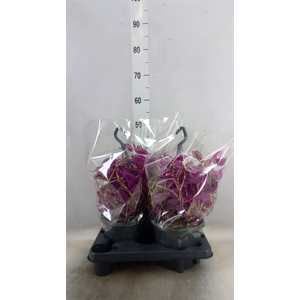 Tradescantia zebr. 'Pink Paradise'
