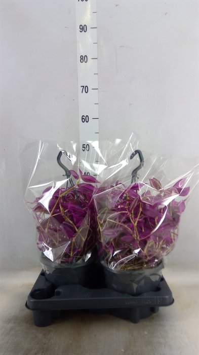 <h4>Tradescantia zebr. 'Pink Paradise'</h4>