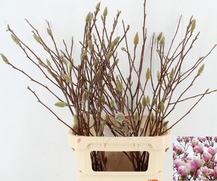 <h4>MAGNOLIA PER STEM 100CM</h4>
