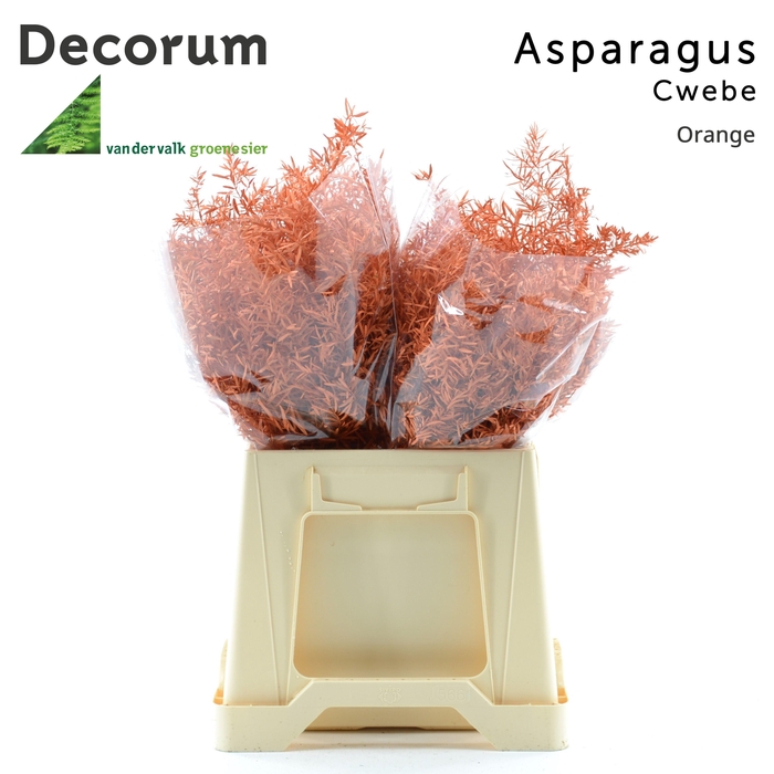 <h4>Asp cwebe Orange</h4>