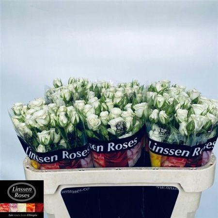 <h4>R Tr Snowflake</h4>