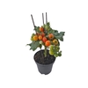 TOMATE ORNAMENTAL P14