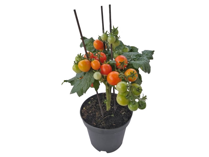<h4>TOMATE ORNAMENTAL P14</h4>