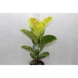 FICUS ELASTICA SHIVEREANA MOONSHINE P17