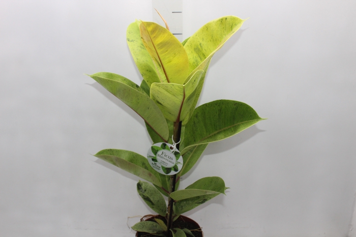 FICUS ELASTICA SHIVEREANA MOONSHINE P17