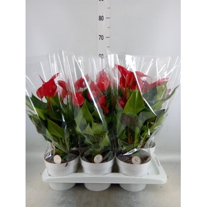 Anthurium  'Banderola Roja'