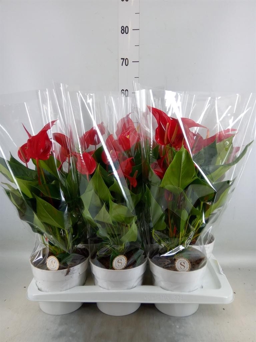 <h4>Anthurium  'Banderola Roja'</h4>