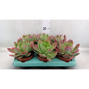 Echeveria   ...