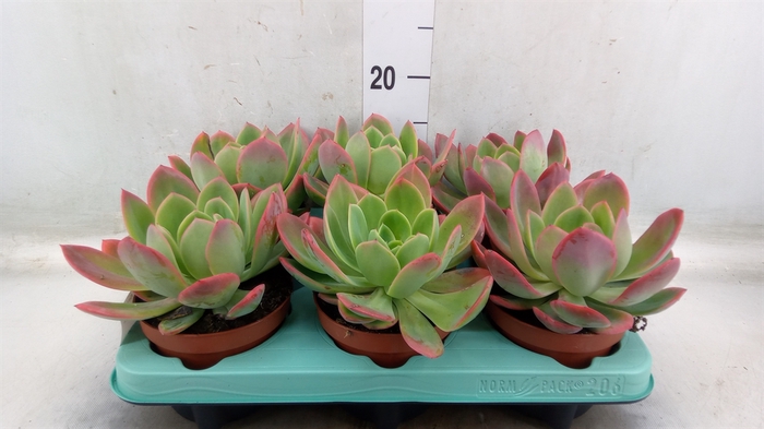 <h4>Echeveria   ...</h4>