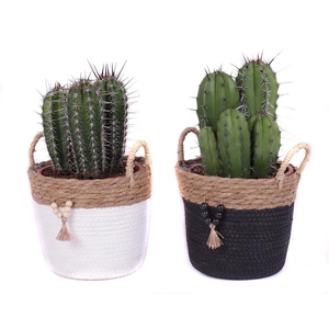 Cactus canarias 17 cm in tokelau mand
