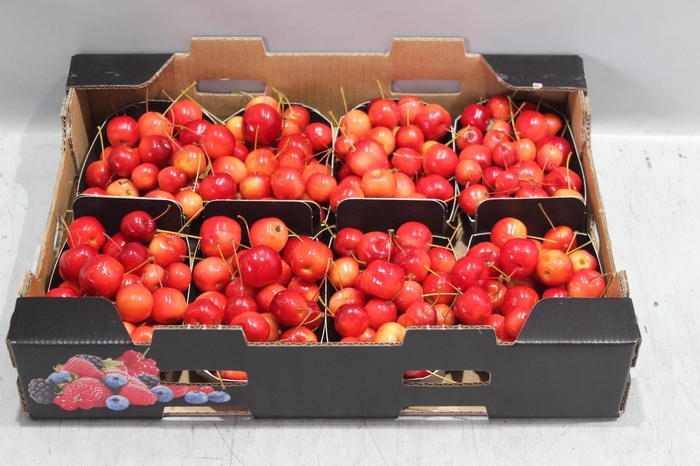<h4>MALUS RED SENTIN BAK</h4>