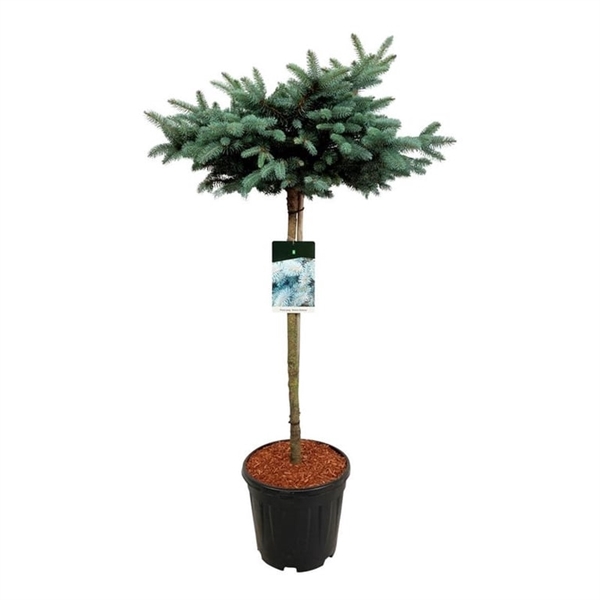 <h4>Picea pung. 'Glauca Globosa'</h4>