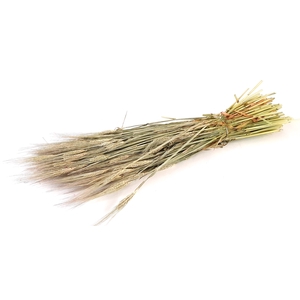 DRIED FLOWERS - HORDEUM FROSTED WHITE