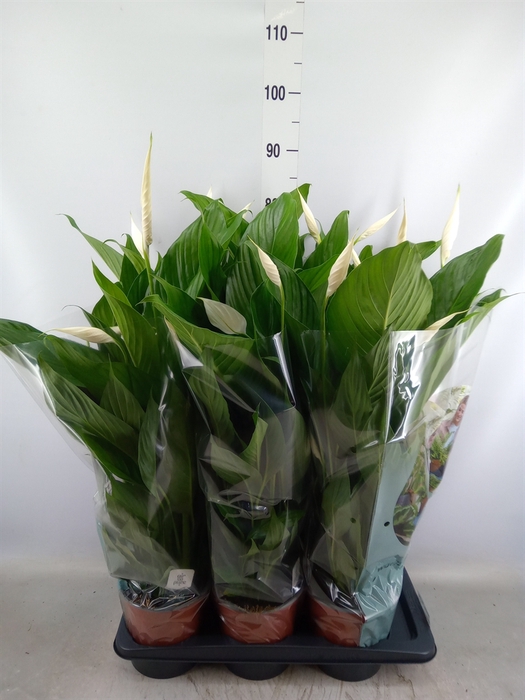 <h4>Spathiphyllum  'Bingo Cupido'</h4>