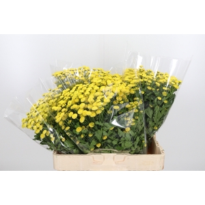 Tanacetum Pa Amazone