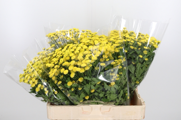 <h4>Tanacetum Pa Amazone</h4>
