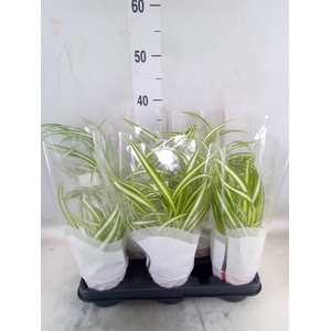 Chlorophytum com. 'Variegatum'