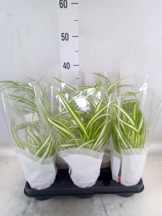 <h4>Chlorophytum com. 'Variegatum'</h4>