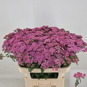 Achilea Anita Dark
