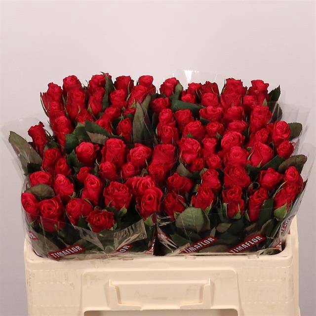 <h4>Rosa large tacazzi+</h4>